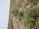 بازدید از باغ مادری پسته آستان قدس رضوی شهرستان دامغان