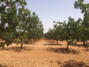 باغات اسپانیا