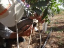 باغات اسپانیا