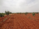 باغات اسپانیا