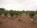 باغات اسپانیا