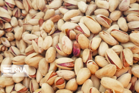 برداشت پسته در دامغان رکورد زد
