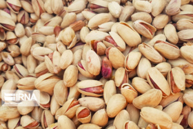 برداشت پسته در دامغان رکورد زد