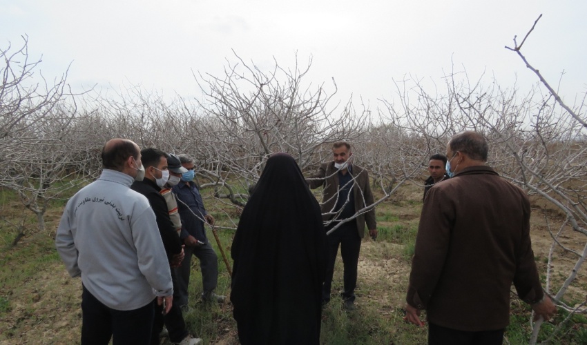 کارگاه عملی هرس درختان پسته
