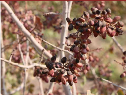 راه های کاهش آفتاب سوختگی و گرمازدگی درختان پسته