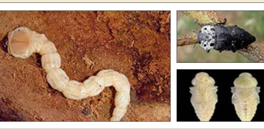 سوسک طوقه خوار پسته  کاپنودیس( cariosa Capnodis)