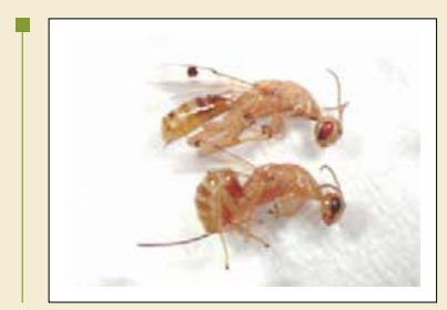 زنبورطالیی مغزخوار پسته Megastigmus pistaciae